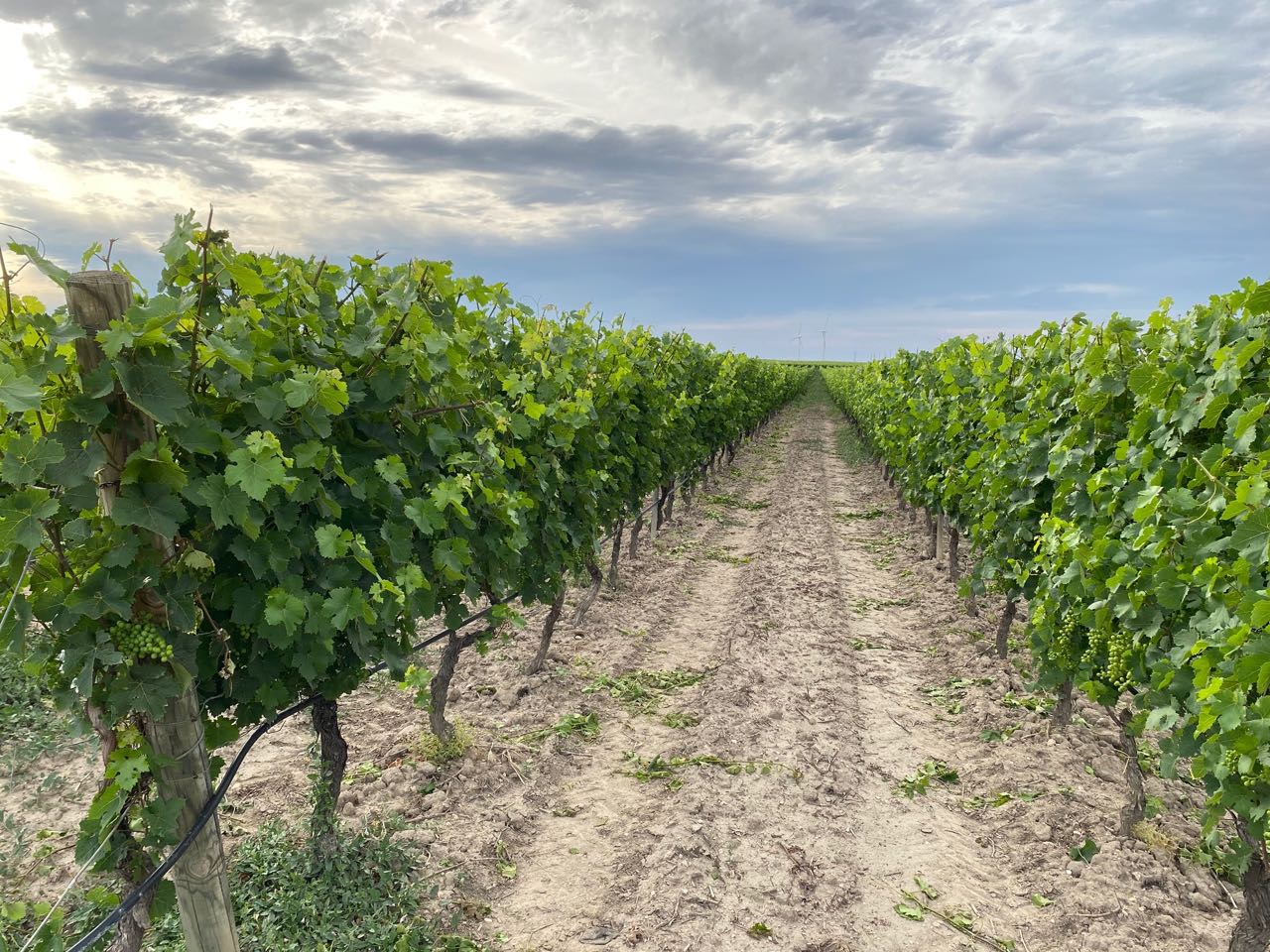 Vitigno di vino rosato a Cantine Spelonga